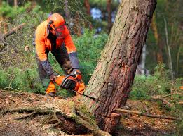 Milan, IL Tree Services Company