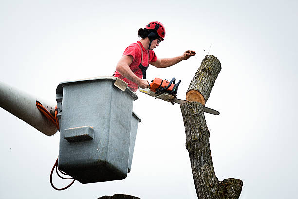 How Our Tree Care Process Works  in  Milan, IL